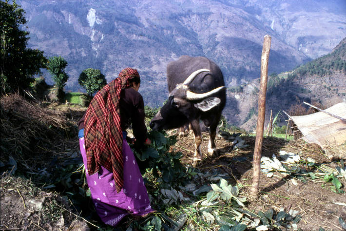 Mulher rural do Nepal. Foto: FAO | Aase Wolstad.