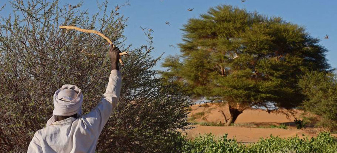 A espécie dos gafanhotos do deserto é a mais poderosa: tem chifres curtos e podem formar grandes enxames rapidamente e ameaçar as produções agrícolas. Foto: FAO / Carl de Souza.