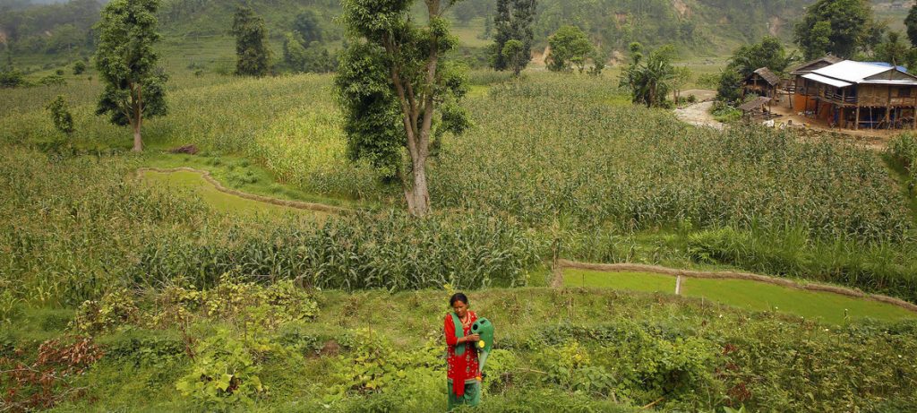 Fazendeira trabalha em campos próximos à Vila Chatiune, no Nepal. Foto: ONU Mulheres | Narendra Shrestha.