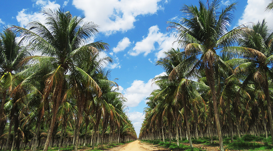 #PraCegoVer A imagem mostra os coqueirais no Sergipe