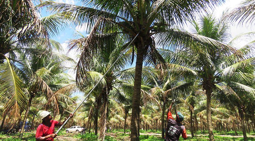 #PraCegoVer A imagem mostra trabalhadores catando coco