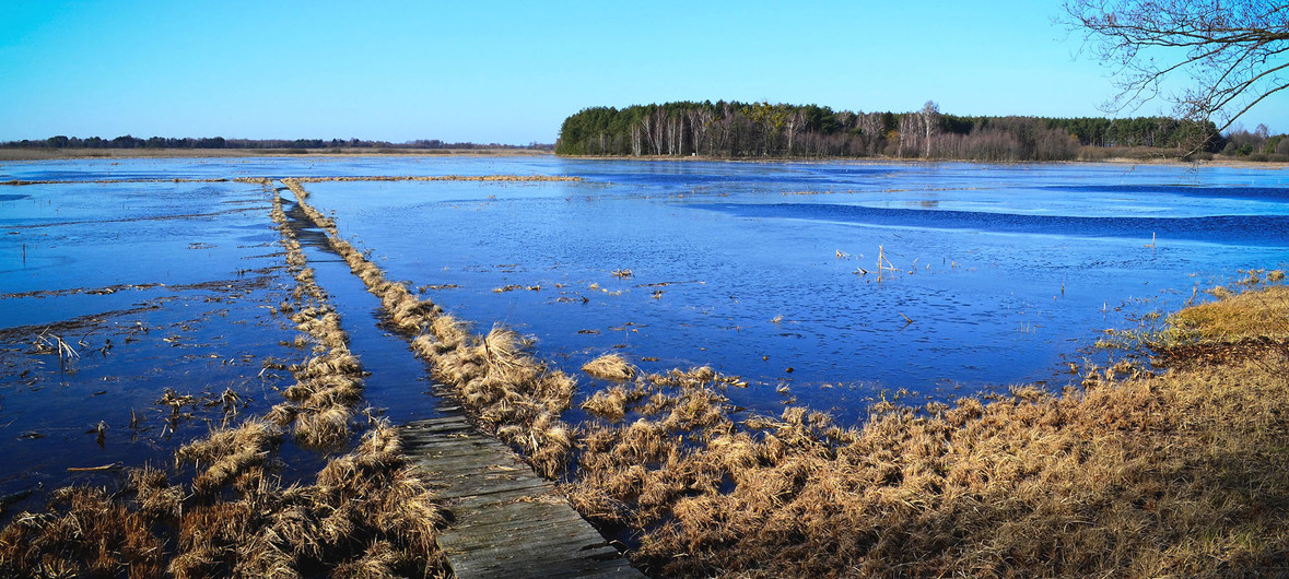 Em Belarus, turfas como estas estão sendo revitalizadas e ajudam a reduzir os efeitos de carbono, já que podem absorver e capturar o dióxido de carbono (CO2) da atmosfera e reduzir sua concentração no ar. Foto: PNUD/Belarus