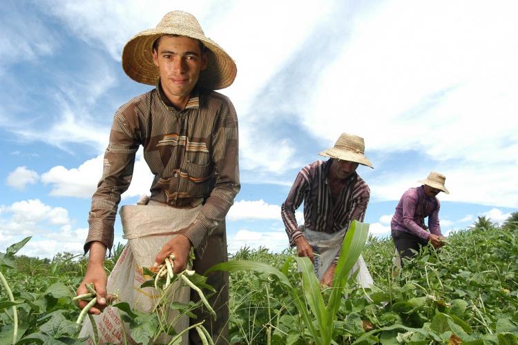 Em dezembro de 2017, a Assembleia Geral das Nações Unidas aprovou resolução criando a Década da ONU para a Agricultura Familiar (2019-2028). Foto: MDA