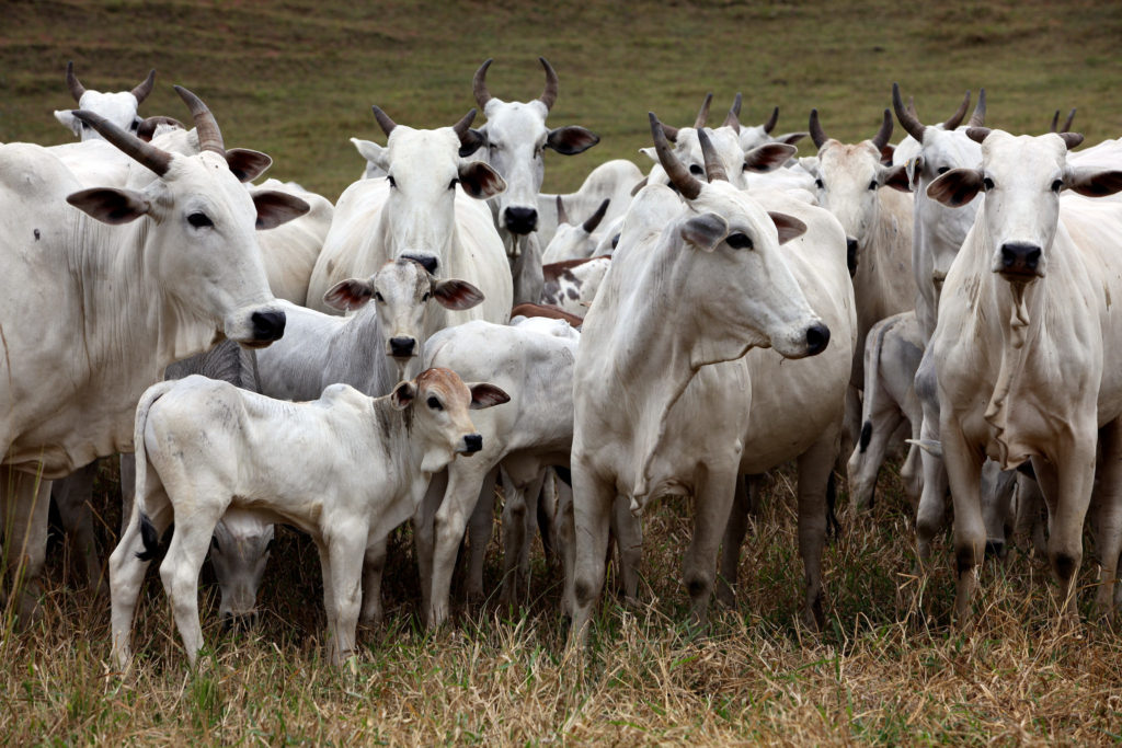 Na agricultura intensiva, animais são criados em ambientes pequenos e densos, e têm diversidade genética limitada, o que os torna mais suscetíveis a doenças. Foto: OPAS