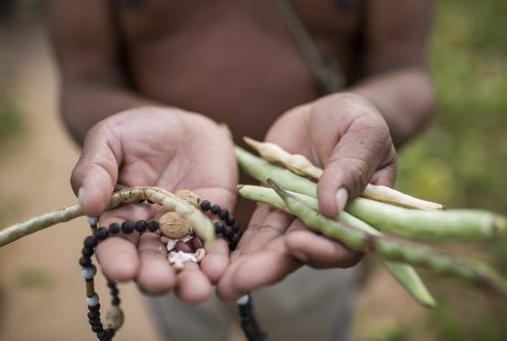 Agricultor da Aldeia Marcação Kiriri, comunidade alcançada pelo Projeto Pró-Semiárido, financiado pelo FIDA. Foto: Lianne Milton/Panos/FIDA.