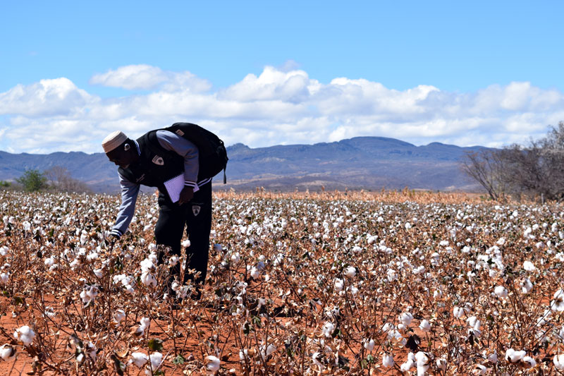 Desde 2009, OIT desenvolve "Projeto Algodão com Trabalho Decente - Cooperação Sul-Sul para a Promoção do Trabalho Decente nos Países Produtores de Algodão da África e da América Latina" com ABC e Instituto Brasileiro do Algodão (IBA). Foto: OIT