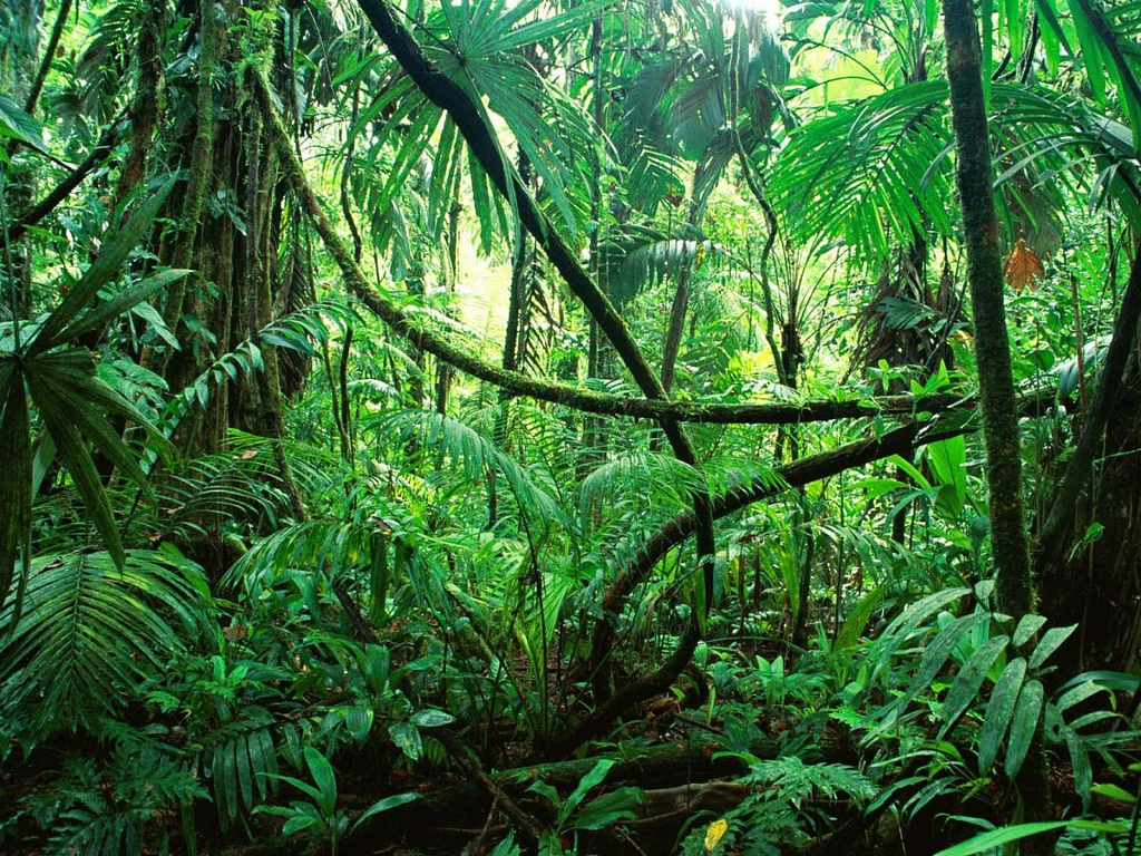 Mudanças climáticas ameaçam a Amazônia e, consequentemente, disponibilidade de recursos hídricos para países da região. Foto: Flickr (CC) / Dams999