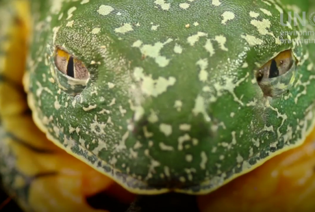 Como a natureza nos protege de pandemias?