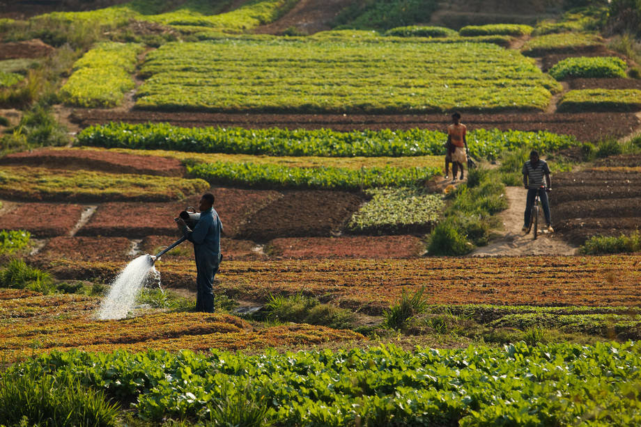 Ações urgentes contra a fome desencadeada pela pandemia são necessárias nos países da região da América Latina e Caribe. Foto: FAO/Olivier Asselin