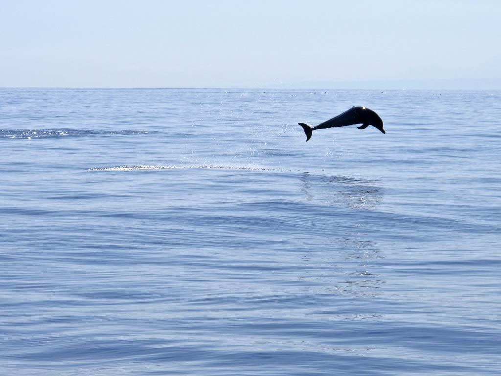 Os oceanos estão sendo degradados pelas atividades humanas que afetam a vida selvagem e as comunidades costeiras, além de impactar negativamente a saúde humana e a do planeta. Foto: ONU/Martine Perret