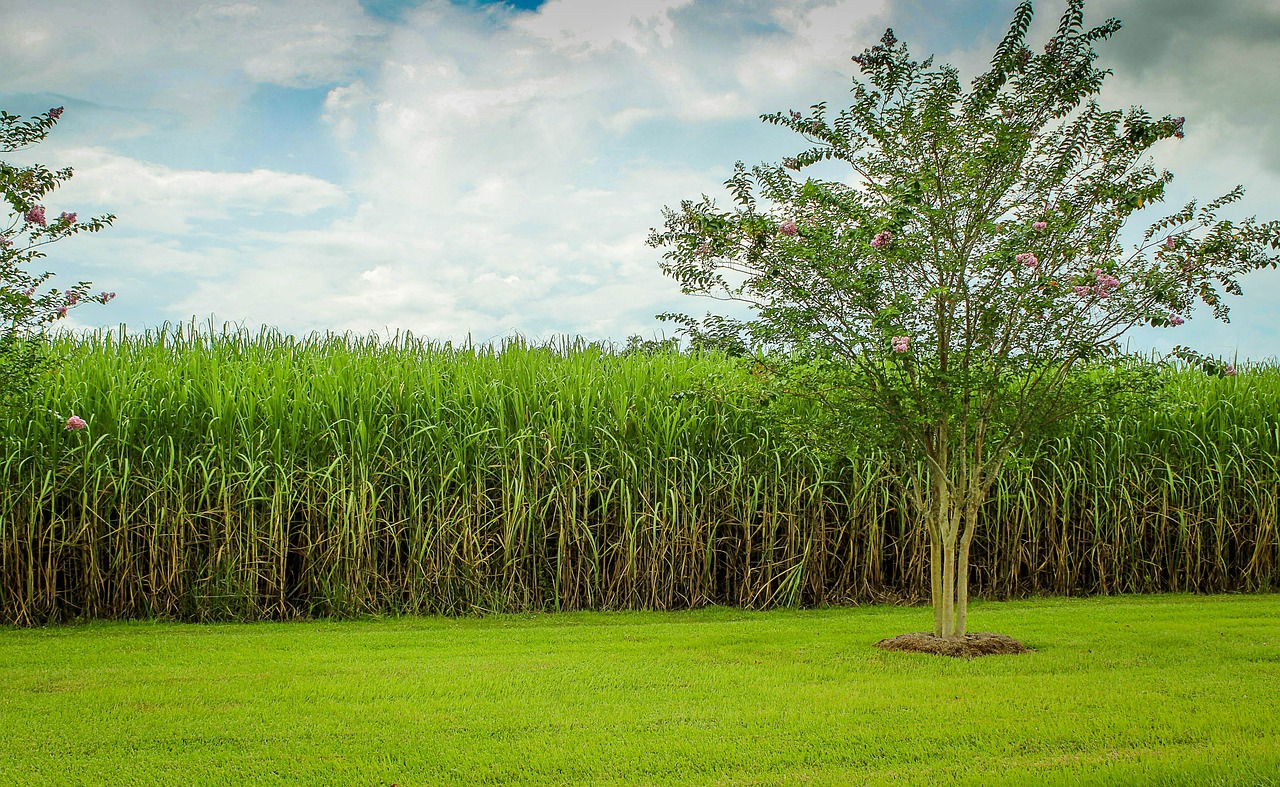 Plantação de cana-de-açúcar. Foto: JamesDeMers