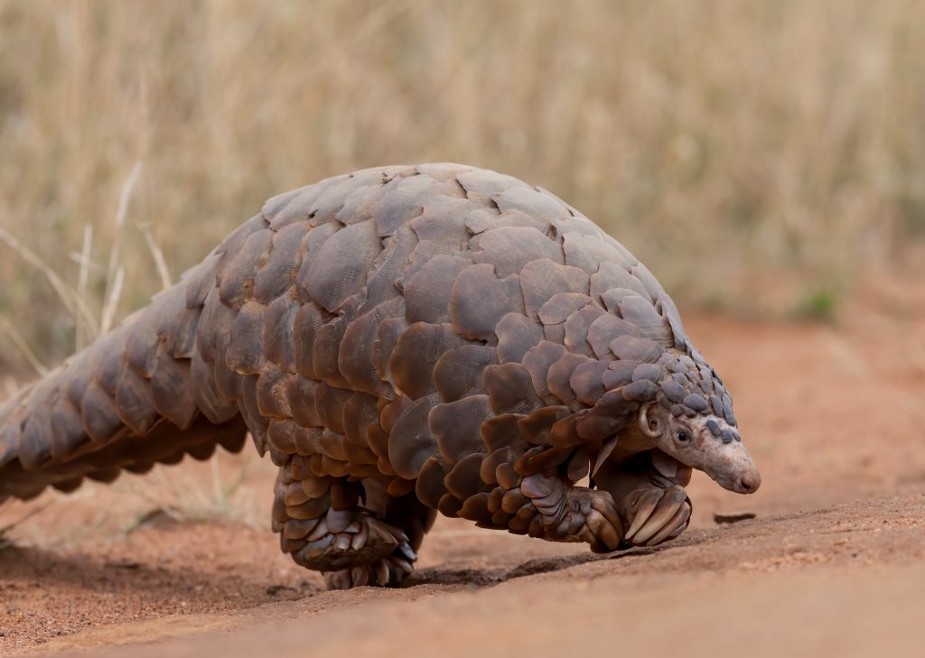 O relatório observa que os pangolins, que foram identificados como uma fonte potencial de coronavírus, são os mamíferos selvagens mais traficados no mundo, com as apreensões de escamas de pangolins aumentando dez vezes entre 2014 e 2018. Foto: Flickr/David Brossard