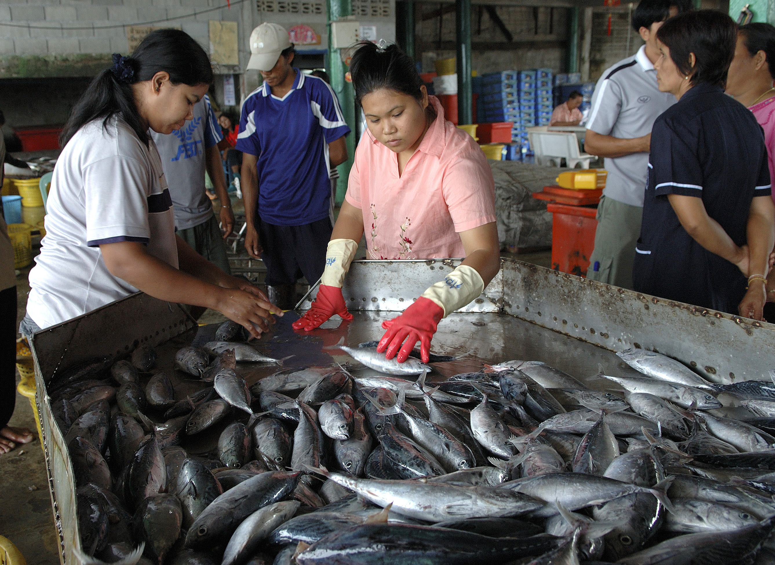 Migrantes birmaneses trabalham com barcos de pesca nas comunidades costeiras de Phang Nga, na Tailândia. Foto: Thierry Falise/OIM