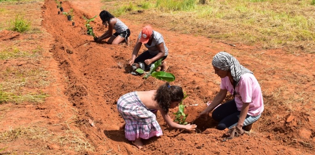 O plantio agroflorestal gera renda ao mesmo tempo em que protege o meio ambiente. Foto: Gabriela Fonseca