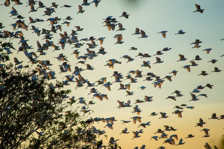 Meio Ambiente - animais e natureza - ecossistemas espécies Pantanal biomas turismo rural Brasil biodiversidade pássaros áves revoadas (Mato Grosso)