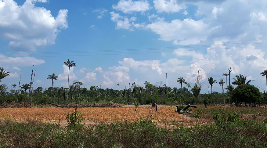 #PraCegoVer Paisagem do bioma Amazônia em primeiro plano área desmatada e ao fundo a floresta