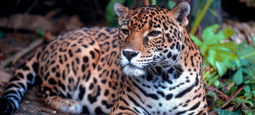 Incêndios estão afetando inúmeras espécies ameaçadas de extinção, como a onça-pintada. Foto: PNUD Equador/Victor Utreras