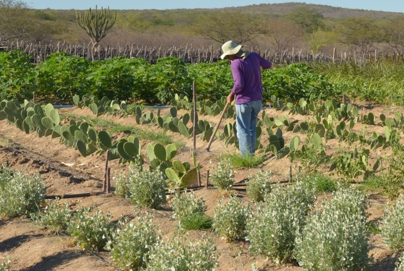 Produtor rural no semiárido. Foto: EBC