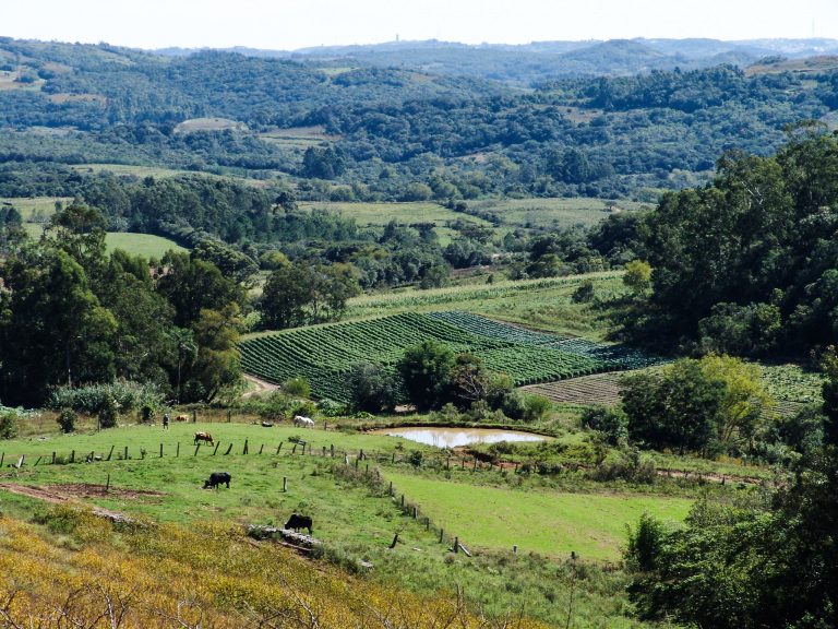 Agropecuária - geral - criação animais gado plantações zona rural fazendas (áreas rurais de Pelotas-RS)