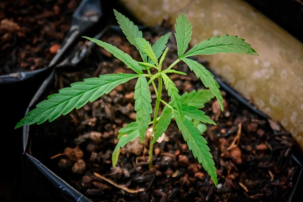 Decisão do STJ sobre cultivo de maconha medicinal cria empurra-empurra com a Anvisa