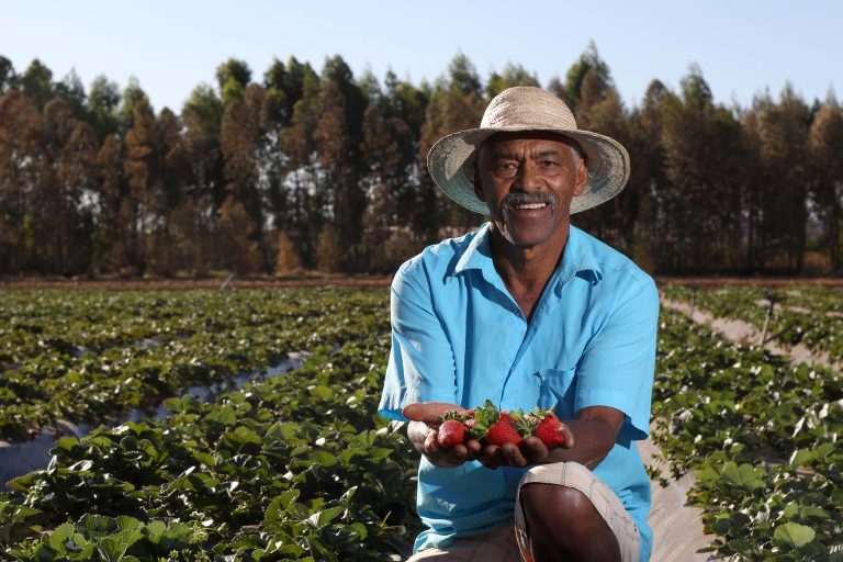 Agropecuária - plantações - produção verduras frutas alimentos orgânicos horta lavoura campo produtor rural agricultor