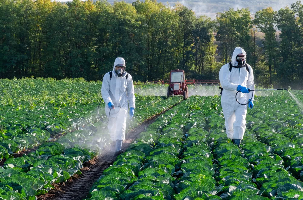 Farmer,And,Agronomist,Spraying,Pesticide,On,Field,With,Harvest.