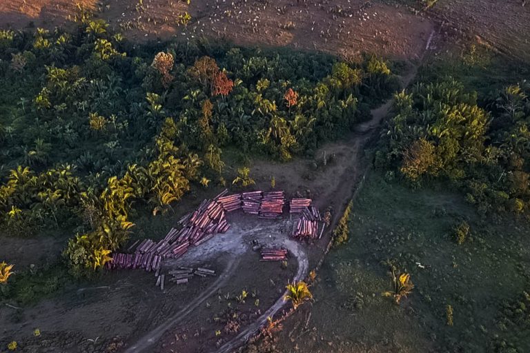 Meio Ambiente - queimada e desmatamento - derrubada árvores madeireiros floresta fiscalização polícia ambiental 