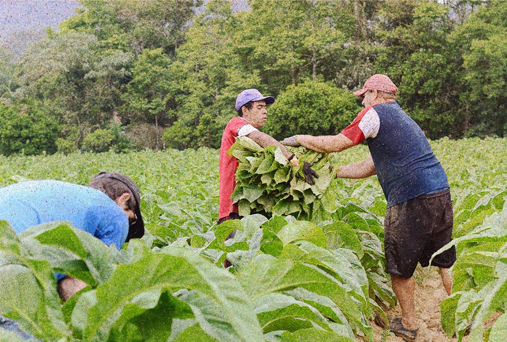 A imagem mostra três homens colhendo tabaco; um está de costas, veste uma camiseta azul e um boné preto; outro está em pé recebendo um ramo de folhagens, ele veste uma camiseta vermelha e um boné azul; o último, também de costas, veste uma bermuda preta com blusa azul, branca e vermelha e um boné vermelho