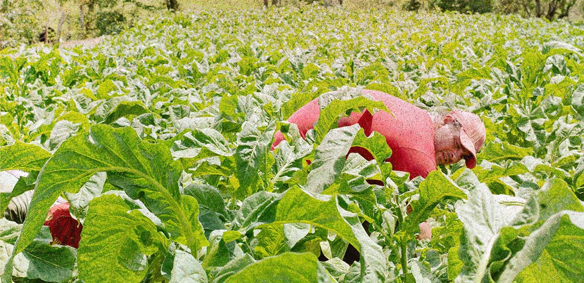 Vestindo uma camiseta e um boné vermelho, um homem se agacha em uma plantação de tabaco para colher algumas folhas