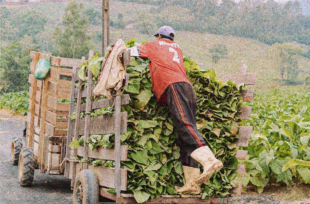 Um homem vestindo uma camiseta vermelha, boné e uma calça preta com listras laterais vermelhas ajeita folhas de tabaco em uma carroça de madeira