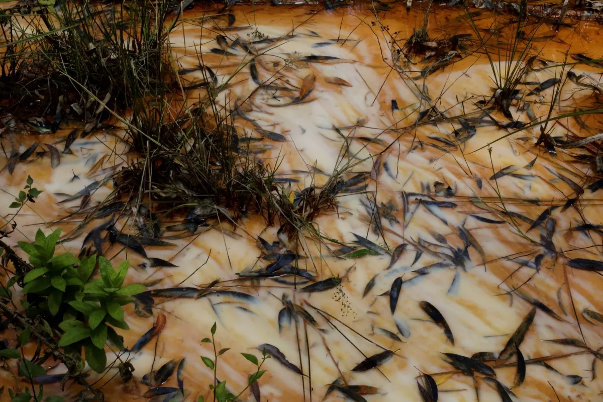 Aparência da contaminação do Rio Carvão, junto à extinta Mina Santana