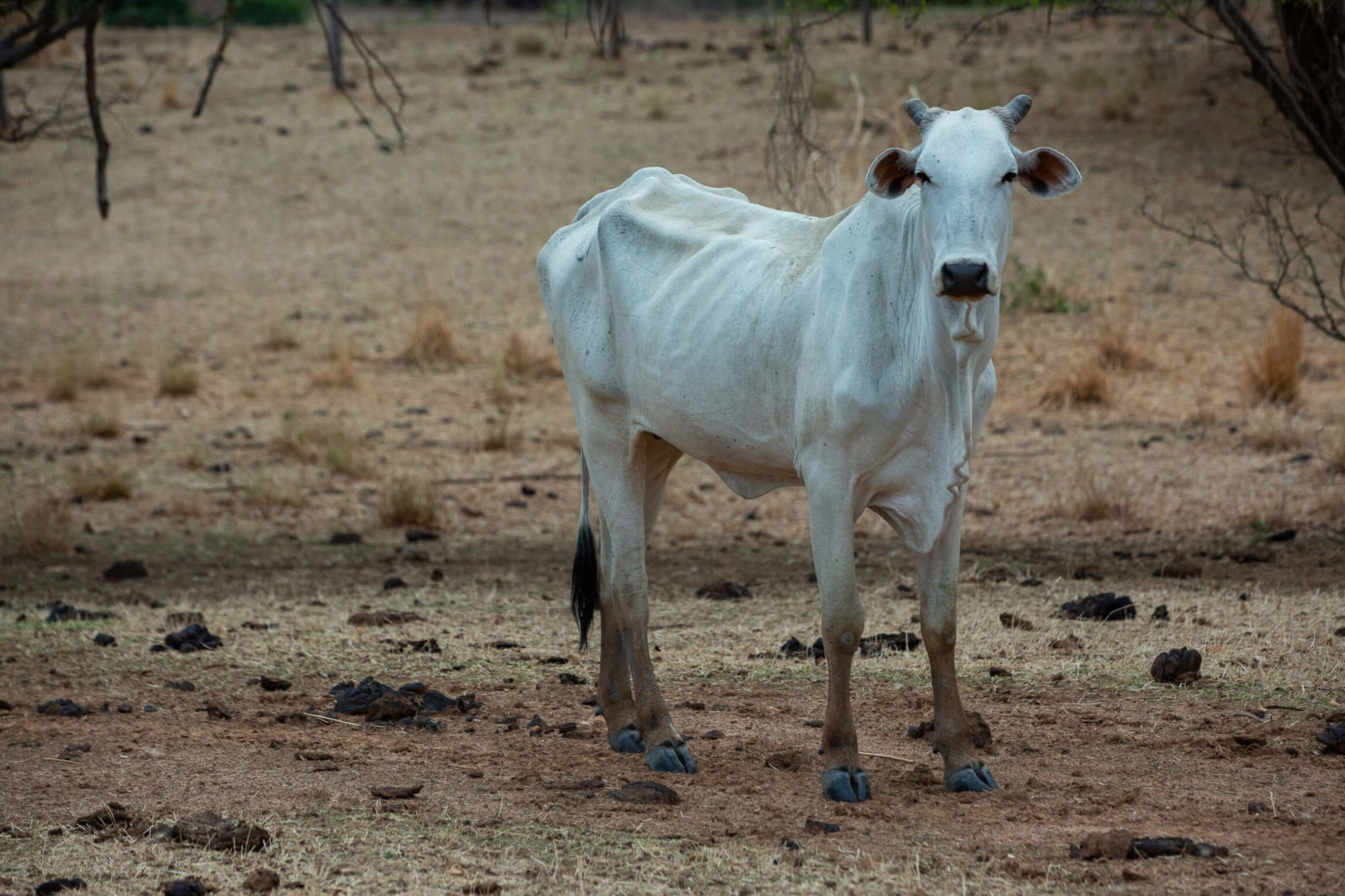 Foto mostra gado magro e terra castigada pela seca