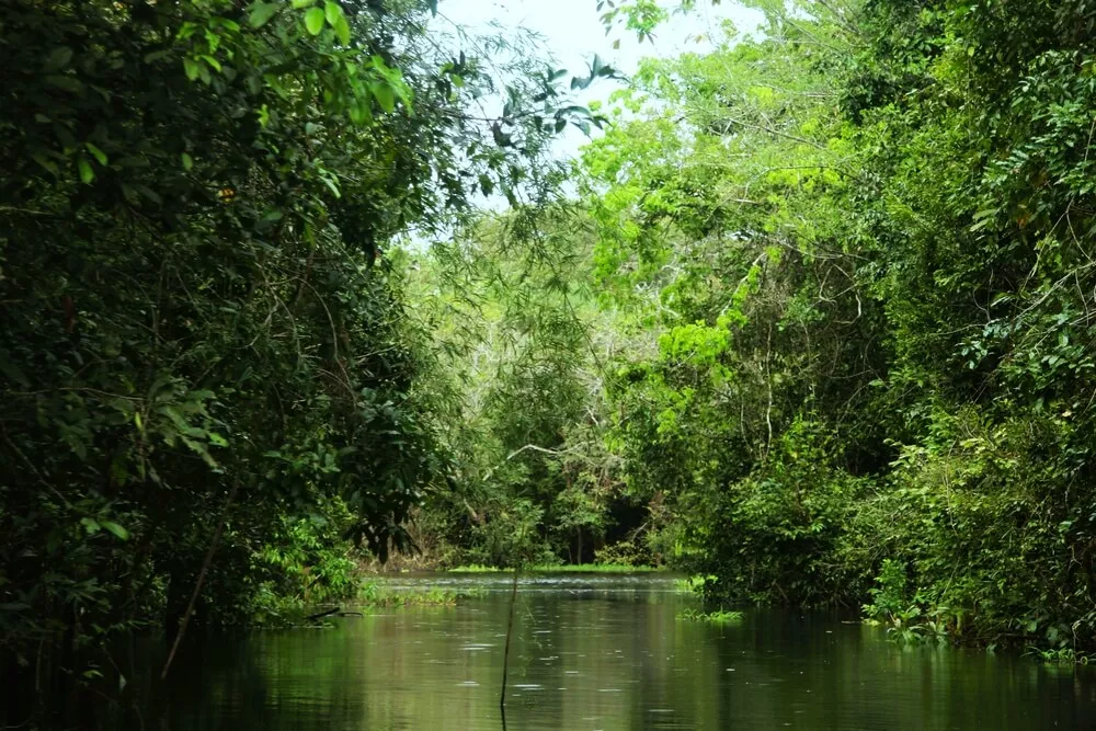 Trecho do Lago Cuniã, margeado de árvores e vegetação