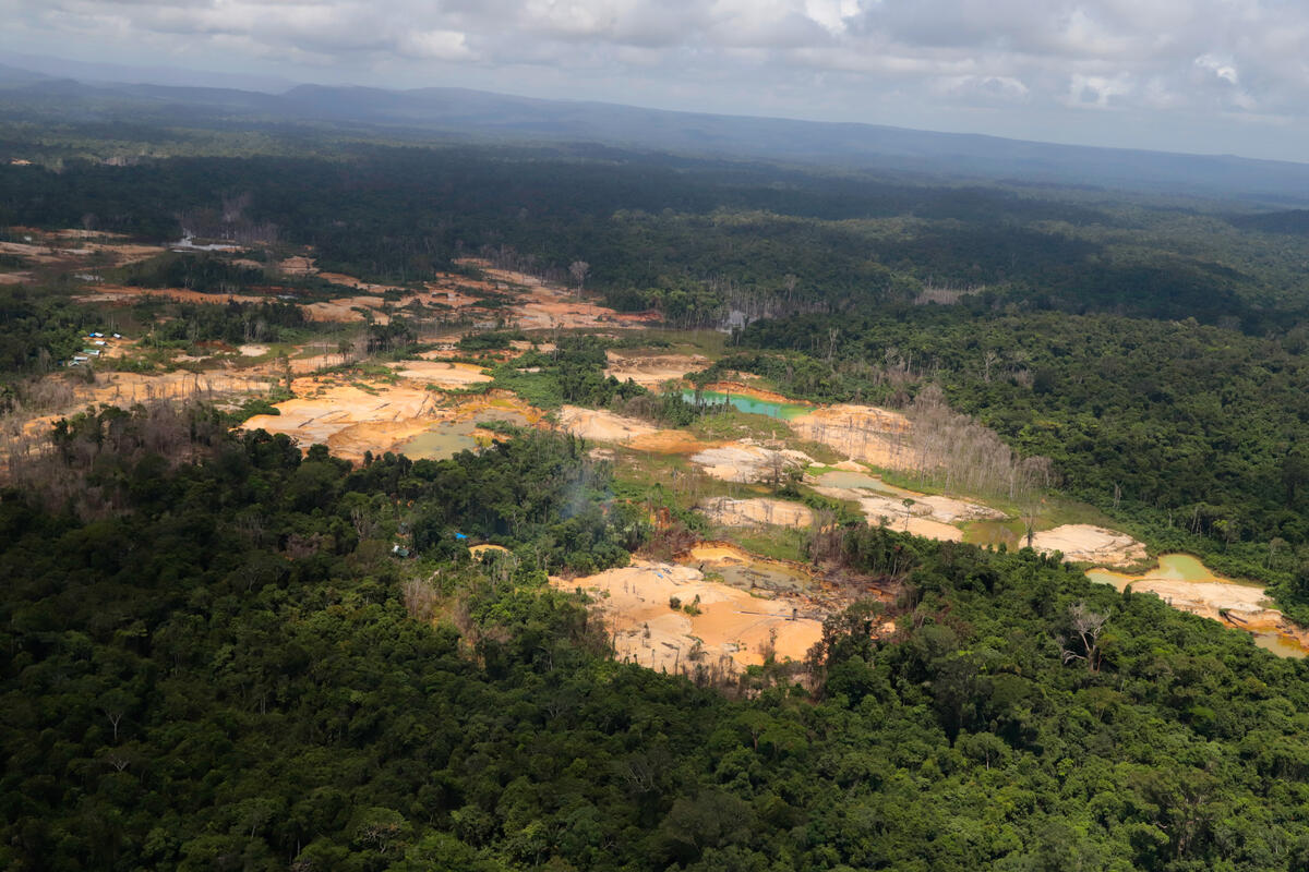 Em sobrevoo realizado em maio de 2020, em Roraima, Greenpeace registrou invasão de garimpeiros na Terra Indígena Yanomami. O desmatamento nas terras indígenas aumentou 64% nos primeiros quatro meses de 2020, em comparação com o mesmo período de 2019. Por estarem dentro ou circulando por esses territórios, garimpeiros, madeireiros e invasores são potenciais transmissores da Covid-19 para os indígenas.