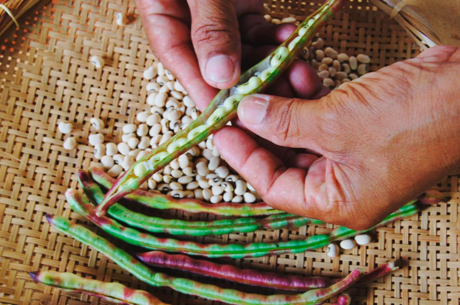 Capa_Feijão contaminado alimento tem agrotóxico proibido ou fora do limite em teste do governo