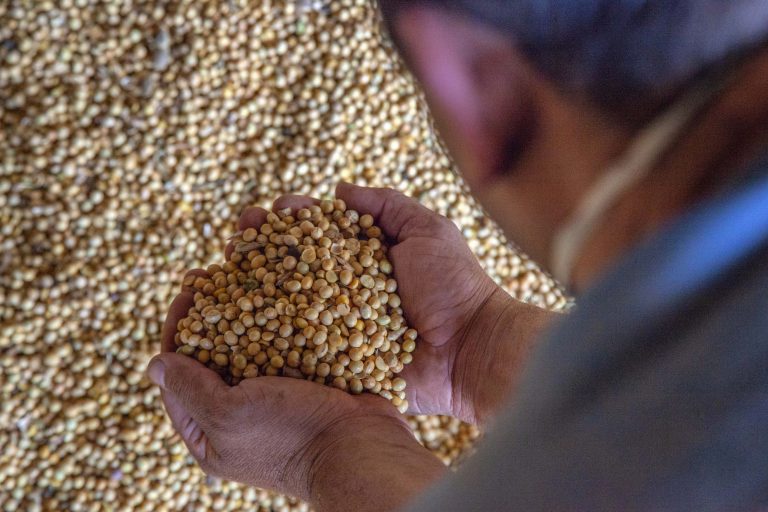 Alimentos - grãos soja exportação produção agrícola agricultura