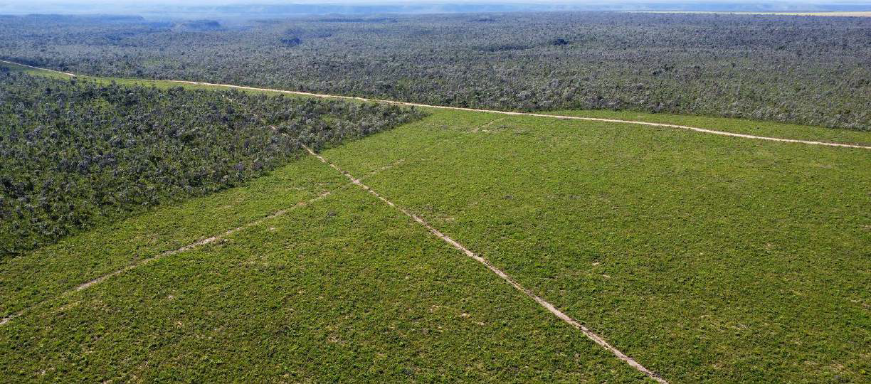 Kajubar_Relatório liga desmatamento ilegal e grilagem à indústria da soja da Bunge no Piauí