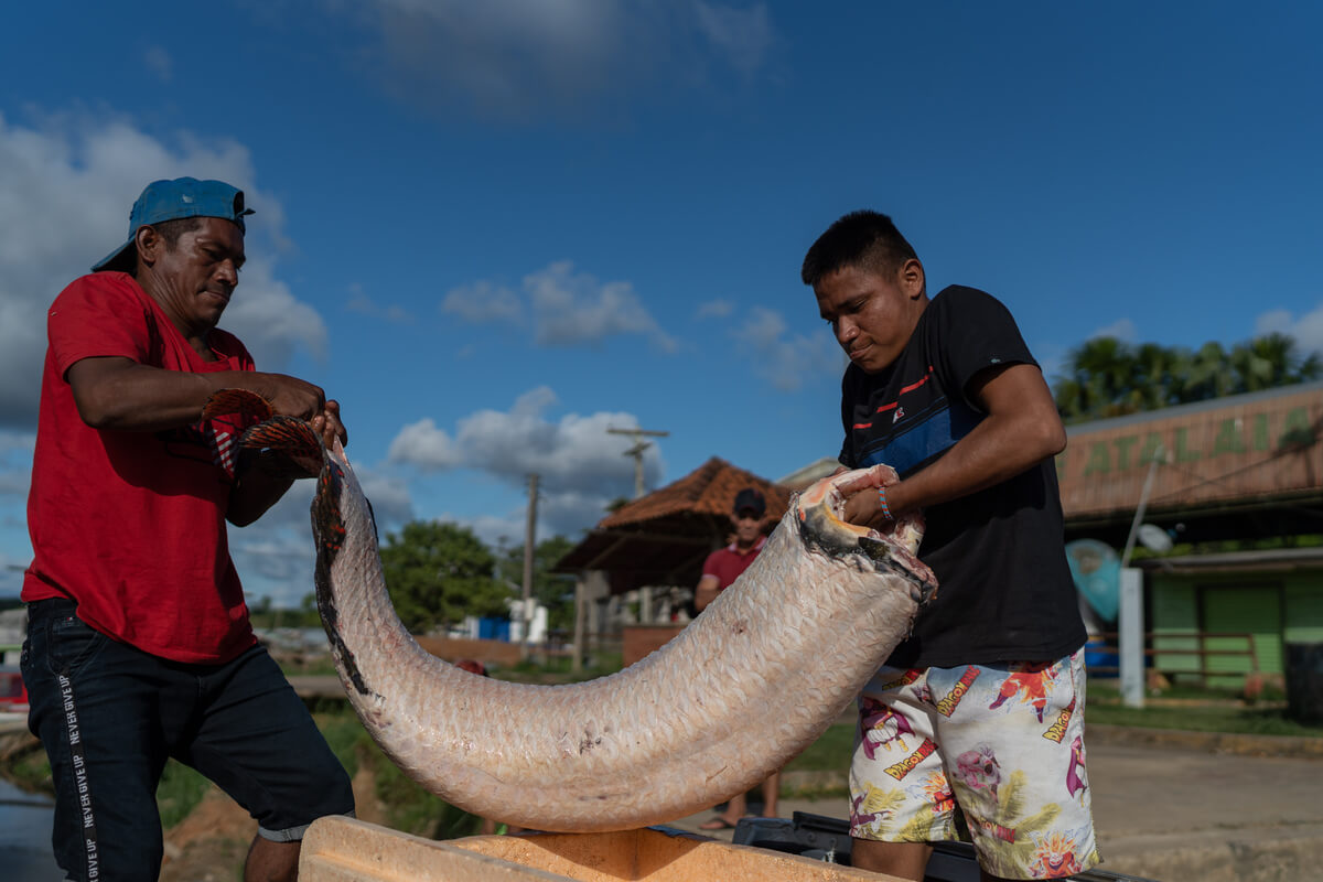 Entidades indígenas afirmaram a relação entre a pesca ilegal na região com o desaparecimento de Bruno e Dom. O indigenista atuava com a proteção do território do Javari, coibindo a prática