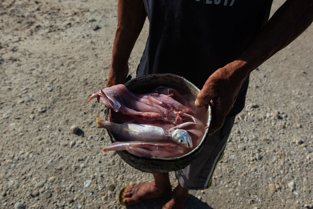 Pessoa segura bacia com peixes