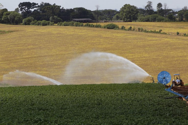 Agropecuária - plantações - lavoura - agricultura - fazenda - produção de batatas - Segundo maior produtor, Paraná responde por um quinto da batata do País