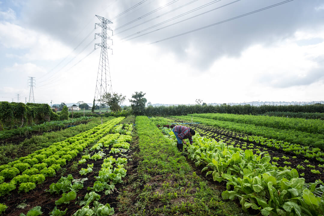 Capa_Bolsonaro destinou zero reais a pequenos e médios agricultores no último ano (1)