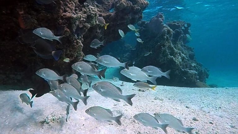 Um cardume de peixes brancos no fundo do mar