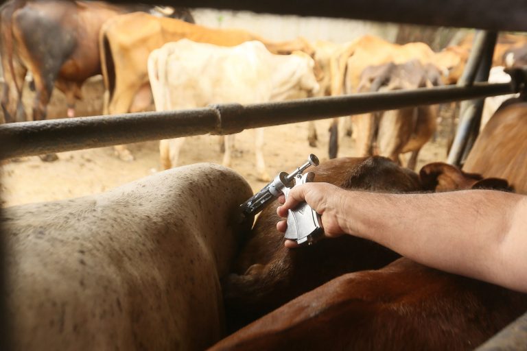 Agropecuária - criação de animais - Salvador BA 23 11 2020-Controle da febre aftosa Produtores de bovinos e bubalinos vacinam rebanho contra febre aftosa