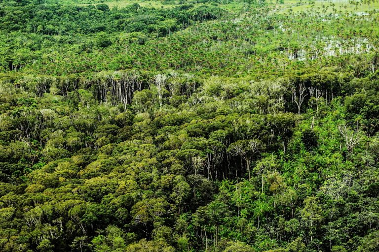 Amazônia paraense. Vista aérea. Rio. Pará. Floresta.