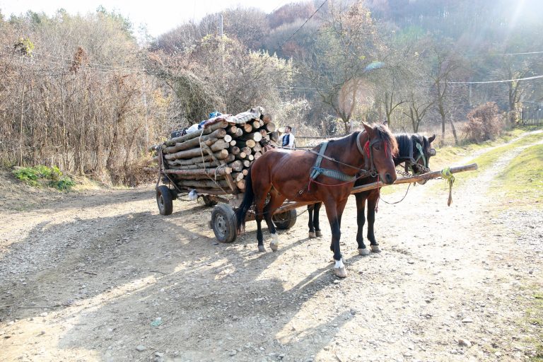 Dois cavalos puxam uma carroça com toras de madeira