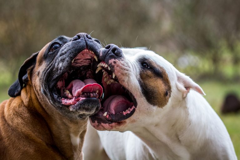 Dois cachorros com a boca aberta brigando