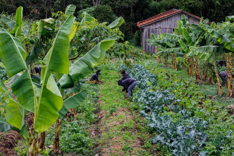 Agropecuária - geral - agricultura familiar -- plantação - plantações - MST - manutenção das hortas comunitárias onde se colhe os alimentos que compõem marmitas distribuídas pelo coletivo “Marmitas da Terra” em praças e ocupações urbanas de Curitiba e Região.