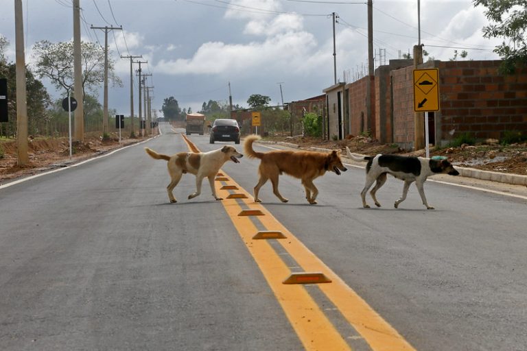 Três cachorros atravessam a rua