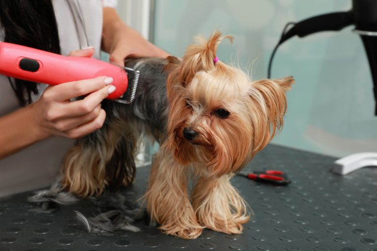 Cachorro sendo tosado no pet shop