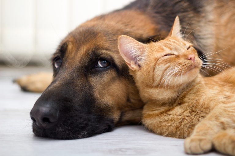 Meio Ambiente - animais e natureza - domésticos pets cães gatos cachorros